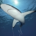 shark_silky_far_jar_v_0399_cub5473.jpg